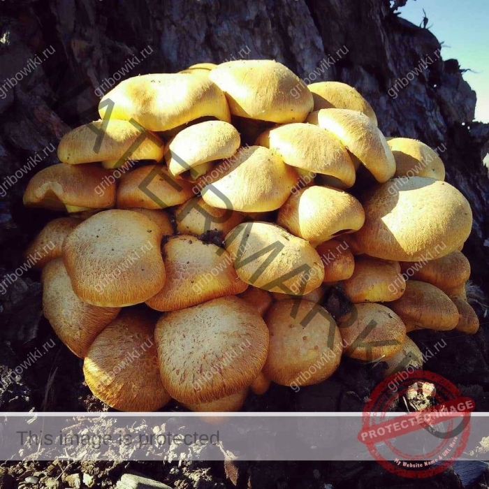 Чешуйчатка обыкновенная королевский опёнок