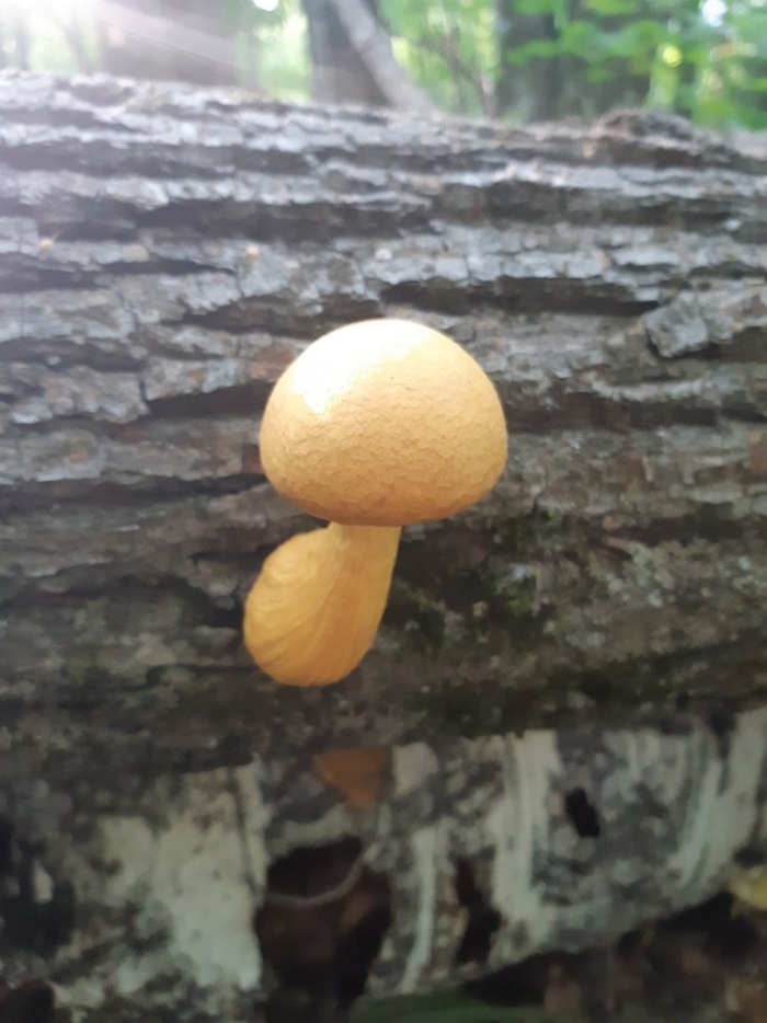 Чешуйчатка гриб