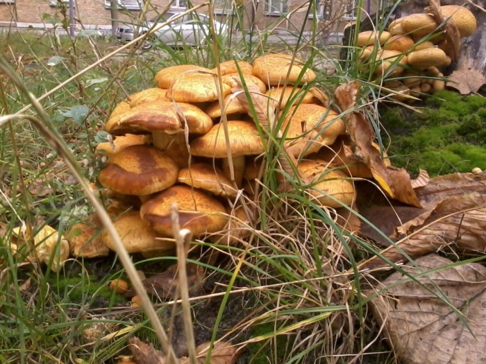 Гимнопил юноны гриб