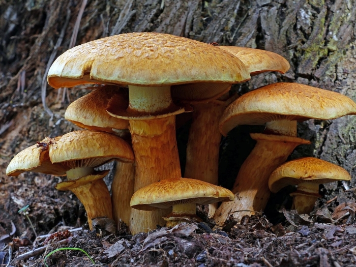 Гимнопил гриб