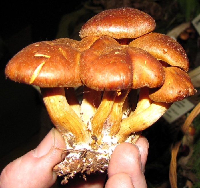 Gymnopilus purpuratus