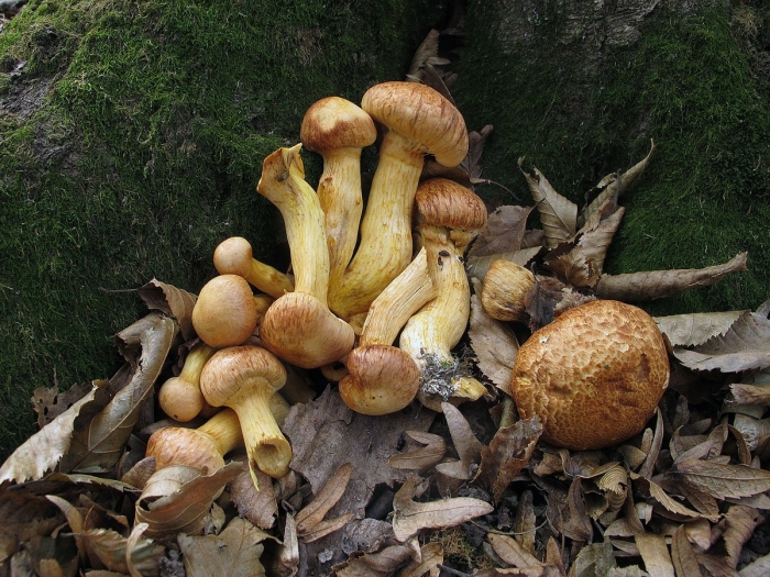 Гимнопил юноны гриб