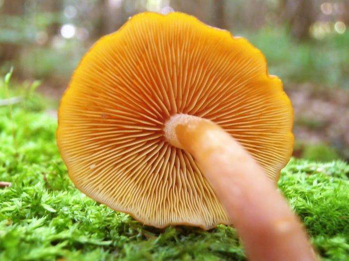Gymnopilus picreus