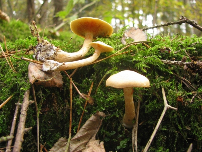 Гимнопил проникающий gymnopilus penetrans