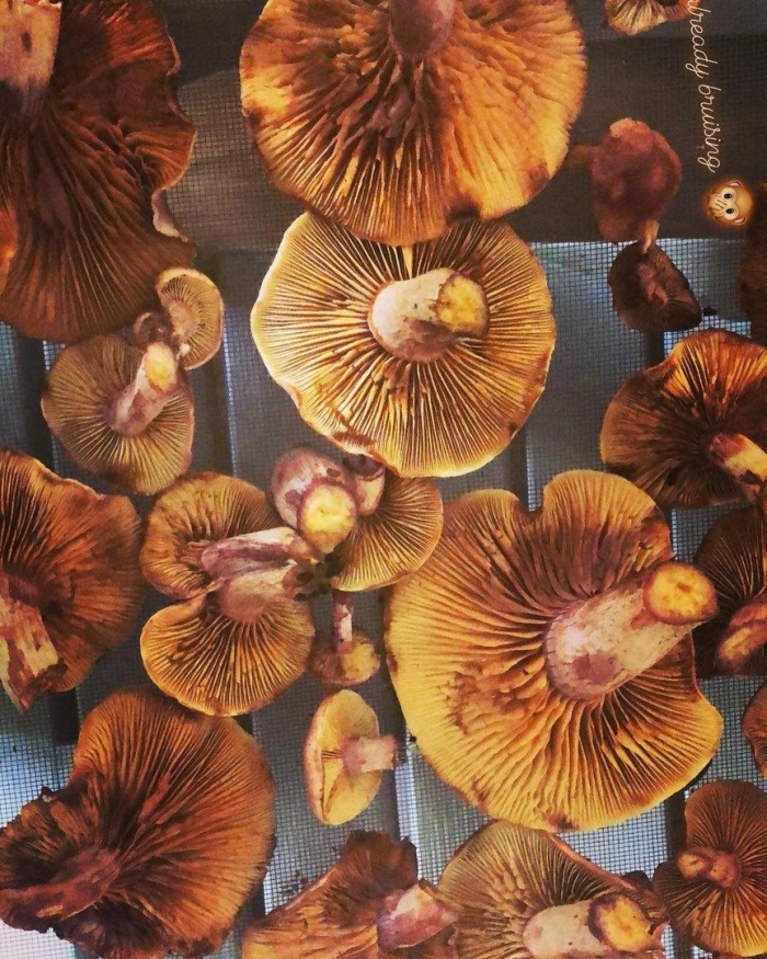 Гриб рядовка желто красная