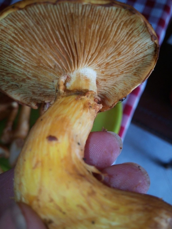 Паутинник гриб желтый