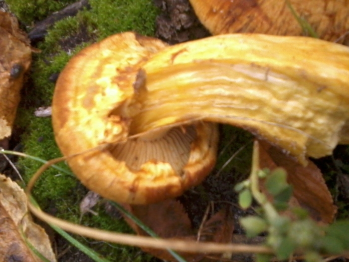 Гимнопил юноны gymnopilus junonius