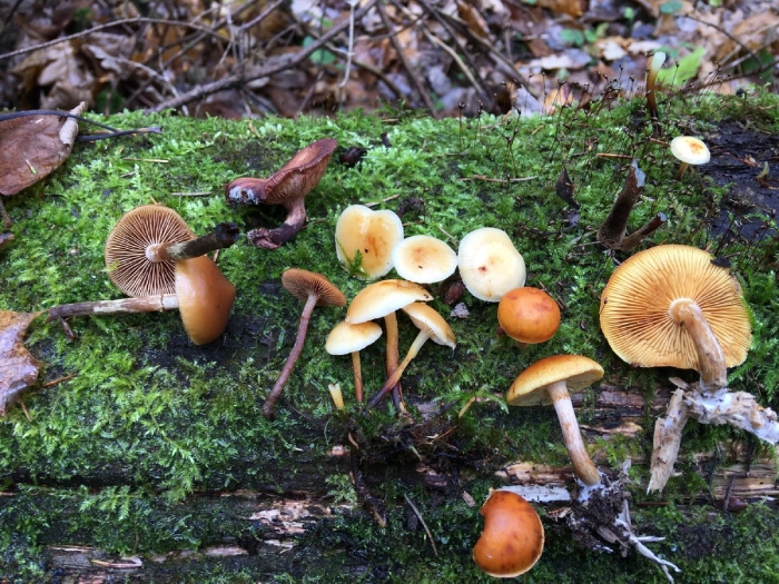 Грибы средней полосы россии