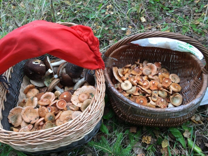 Северные грибы