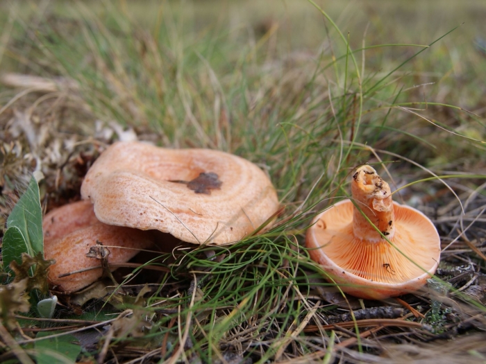 Lactarius deliciosus