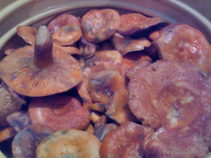 Рыжики соленые холодным способом