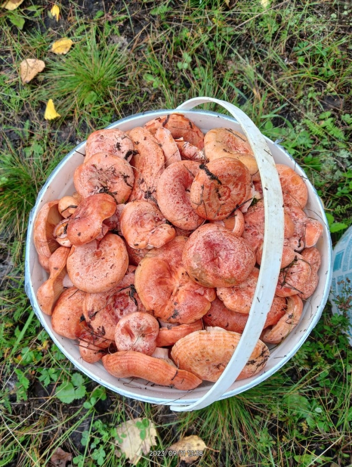 Грибы рыжики соленые