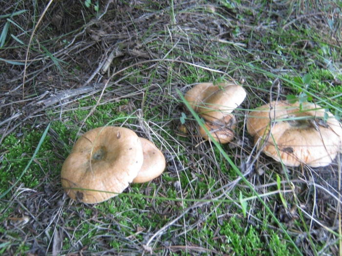 Млечник рыжик гриб