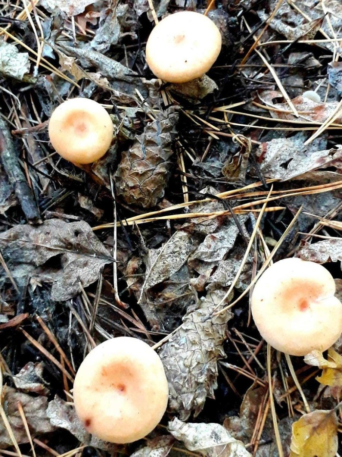 Гриб похожий на рыжик