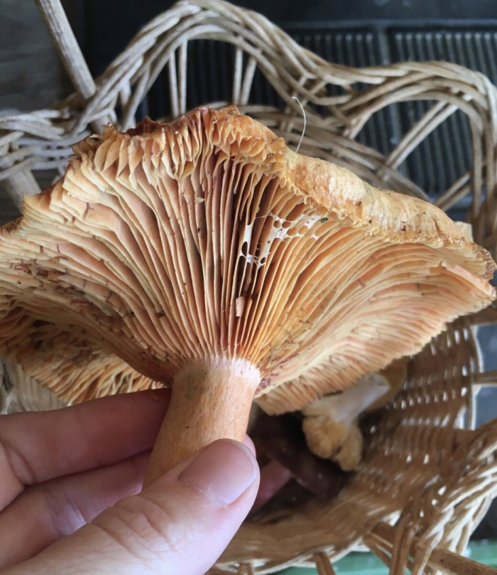 Лисички и рыжики