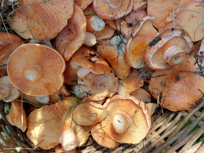 Рыжики в лесу