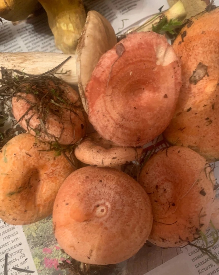 Волнушка и рыжик отличия