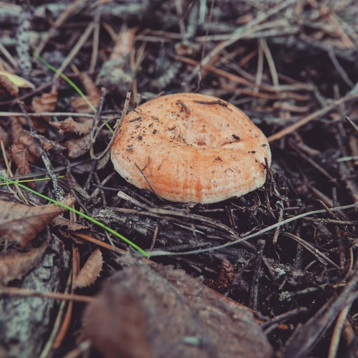 Рыжик и волнушка