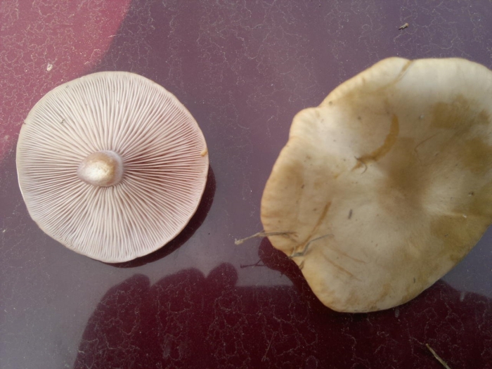 Говорушка перевёрнутая paralepista flaccida