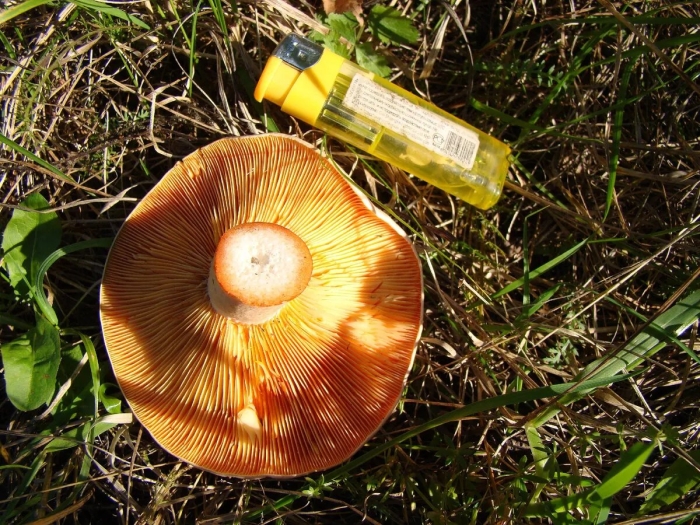 Крымские рыжики грибы