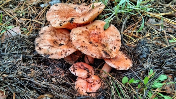 Рыжик сосновый боровой lactarius deliciosus