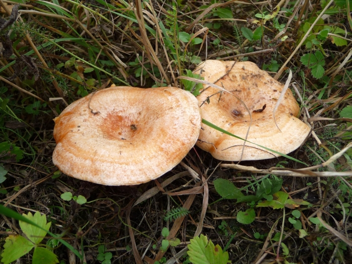 Рыжик сосновый боровой lactarius deliciosus