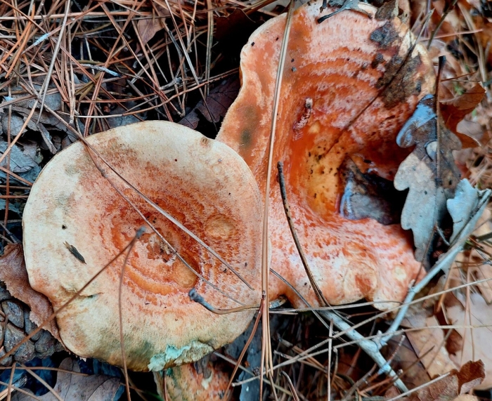 Lactarius salmonicolor