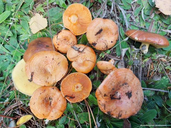 Рыжик гриб съедобный