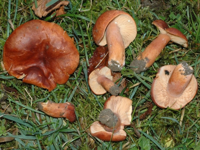 Ложные рыжики