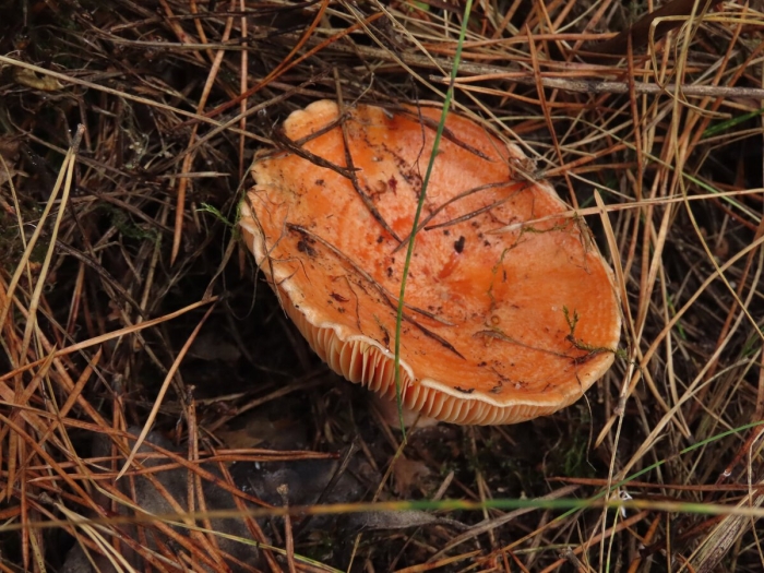 Рыжик настоящий