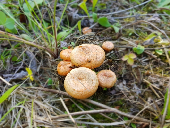 Рыжик растение