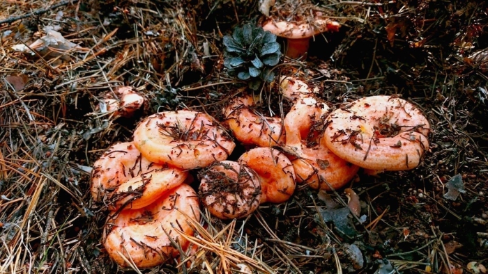 Рыжик сосновый боровой lactarius deliciosus