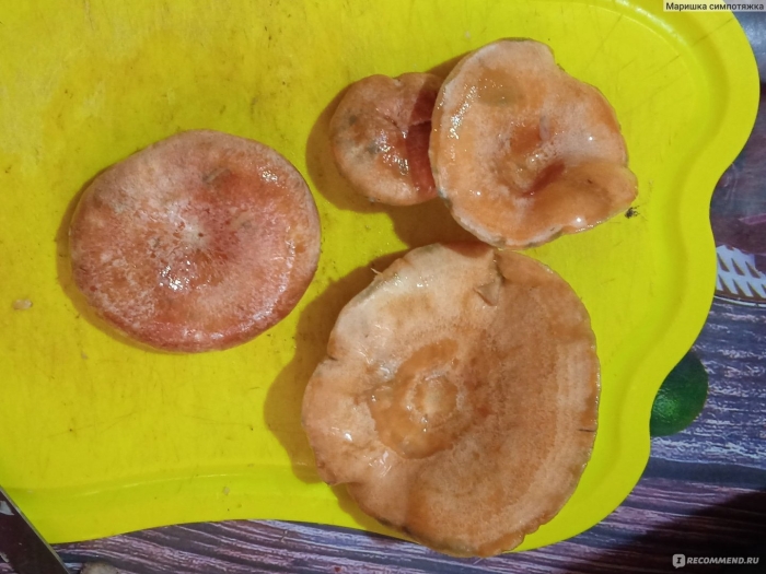 Свинушка гриб солка