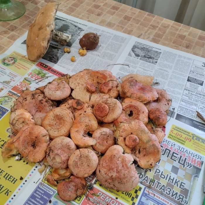 Грибы кировской области сегодня