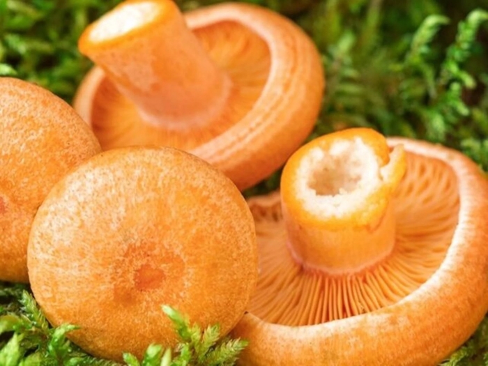 Ложный рыжик гриб