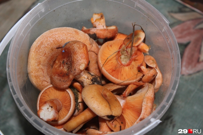 Рыжики соленые