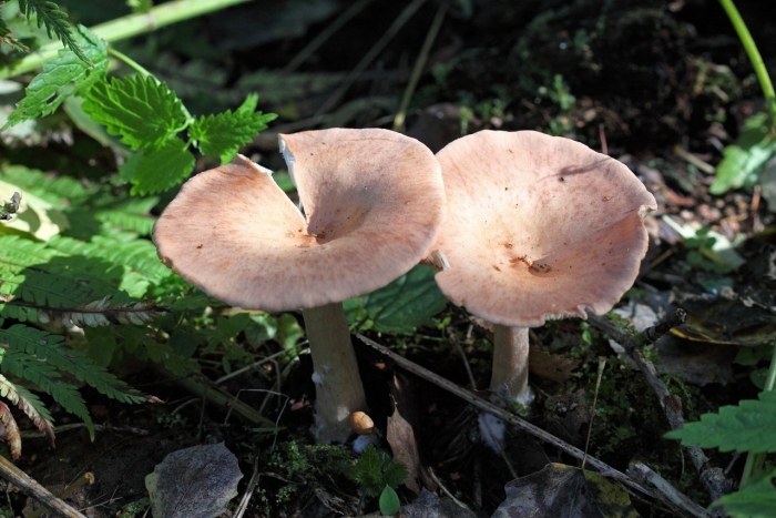 Млечник серо розовый lactarius helvus