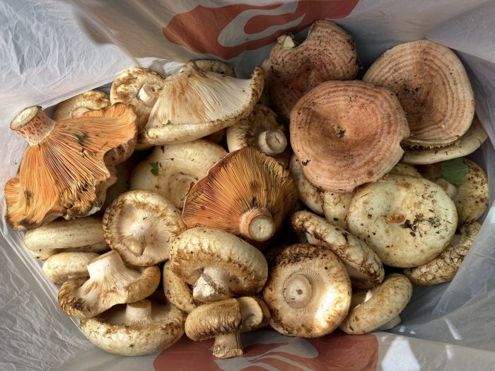 Млечник дубовый гриб