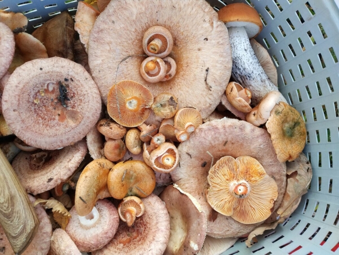 Гриб волнушка съедобный