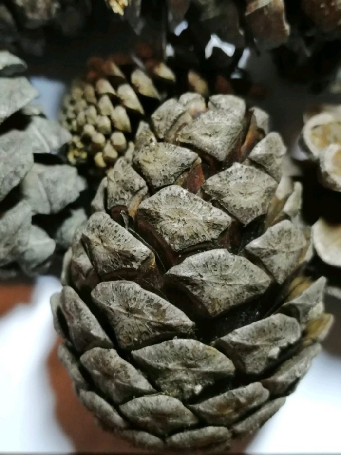 Сосновая шишка