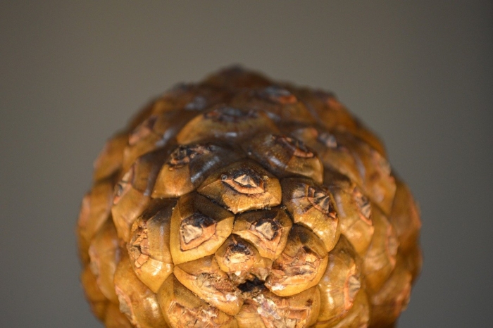 Pinus pinea шишка