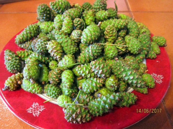 Шишка фрукт