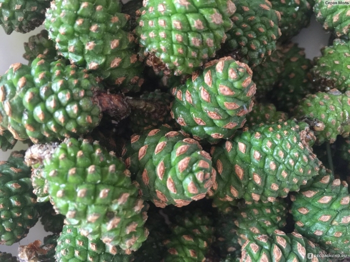 Шишка сосновая