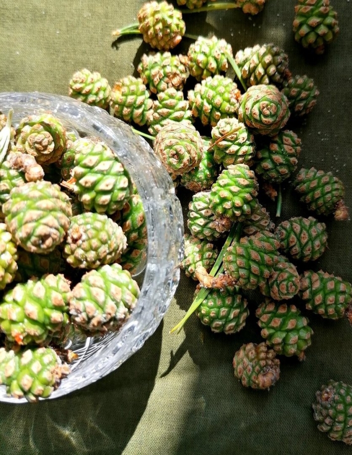 Зеленая шишка