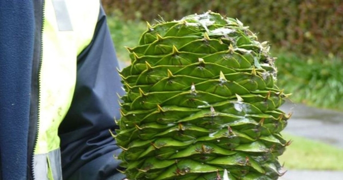 Араукария чилийская araucaria araucana