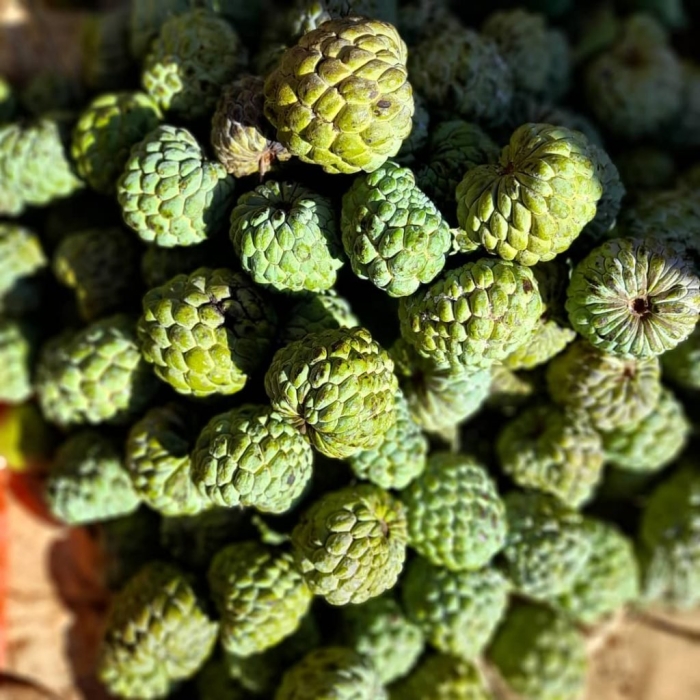 Шишки зеленые