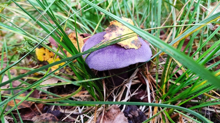 Паутинник фиолетовый (cortinarius violaceus)