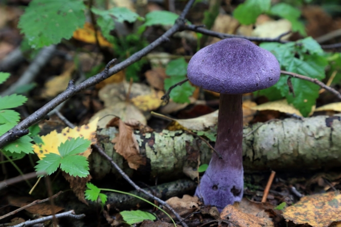 Паутинник фиолетовый