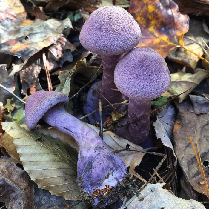 Паутинник триумфальный гриб