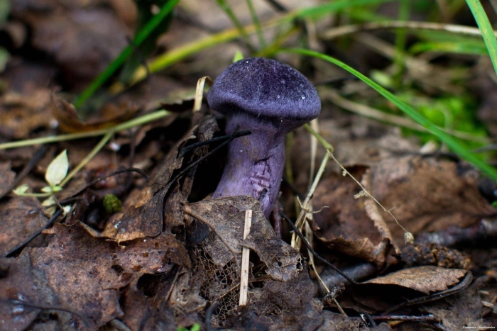 Паутинник фиолетовый (cortinarius violaceus)